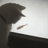 bwlym3