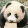 pandinha0535
