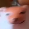 fredbubbleshan