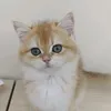 meobanhmi.sua