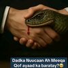 amiiroyar4_
