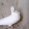 user3202616051990