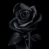 hassanalibrahim23