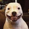 Mr.Dog
