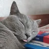 glebischee