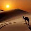 khaled.tah1