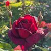 Cute flowers