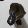 gregor._002