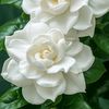 gardeniabloem