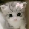 _justt.hafsa_