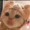 koala_fan_4ever