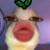 nicoljlpjhk