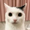 themysteriouscatofficial