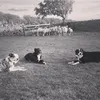 countrydogsquad