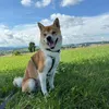 kibatheshiba_2023