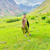 zakir26000
