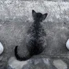Tớ cũng thấy đau!
