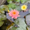 cung_nhau_vivu