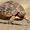 turtle1981