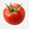 sametomato02