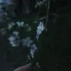 kremnorh3yi