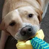 youtube...ohiodog