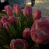 hajer9748
