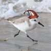 piedsandpiper