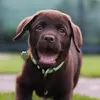 the.chocolate.stella