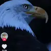 user1443912113605