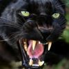blackpanthera.007