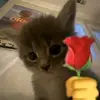 secondaccount_yyayyaaaa