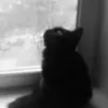 mylastlament