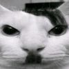 not_blaise2