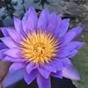 phamvan.luyen