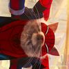 spiderdiiz