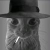 gatoblanco_2