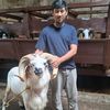 kangpajau