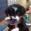 11puppyyy11