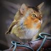 funny_flying_animals