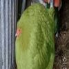 elchabacanitogame