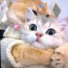 happy.pet.life02
