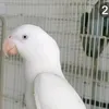 grayafrcan