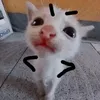 meobeo_1502