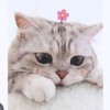 meoconcutenhat2