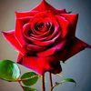 user81368476090998