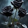 mdsaddir822