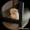 hannek_49