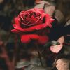 enamul.shekh7