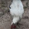 chickenmr12